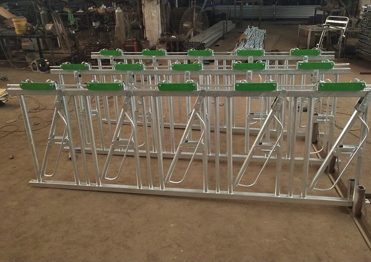 Liellopu galviņa 312